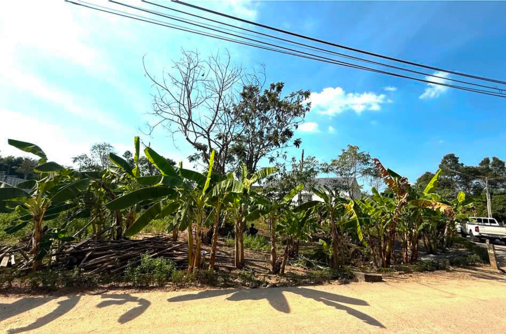 Land for Sale in Nong Yai-4